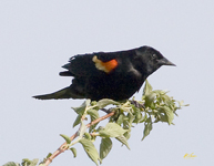 Red winged Blackbird 5418
